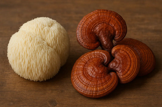 Lion’s Mane & Reishi – was Heilpilze wirklich können