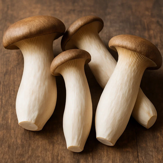 Zuchtanleitung für Kräuterseitlinge (Pleurotus eryngii)