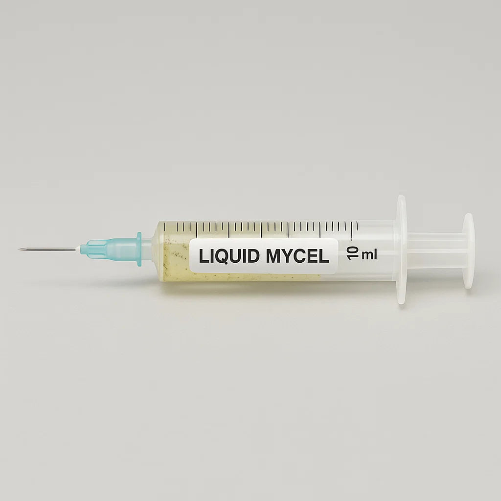 Austernseitling Flüssigmyzel Spritze 10 ml
