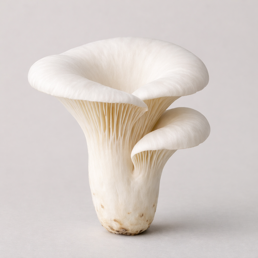 Lungenseitling Flüssigmyzel Spritze 10 ml