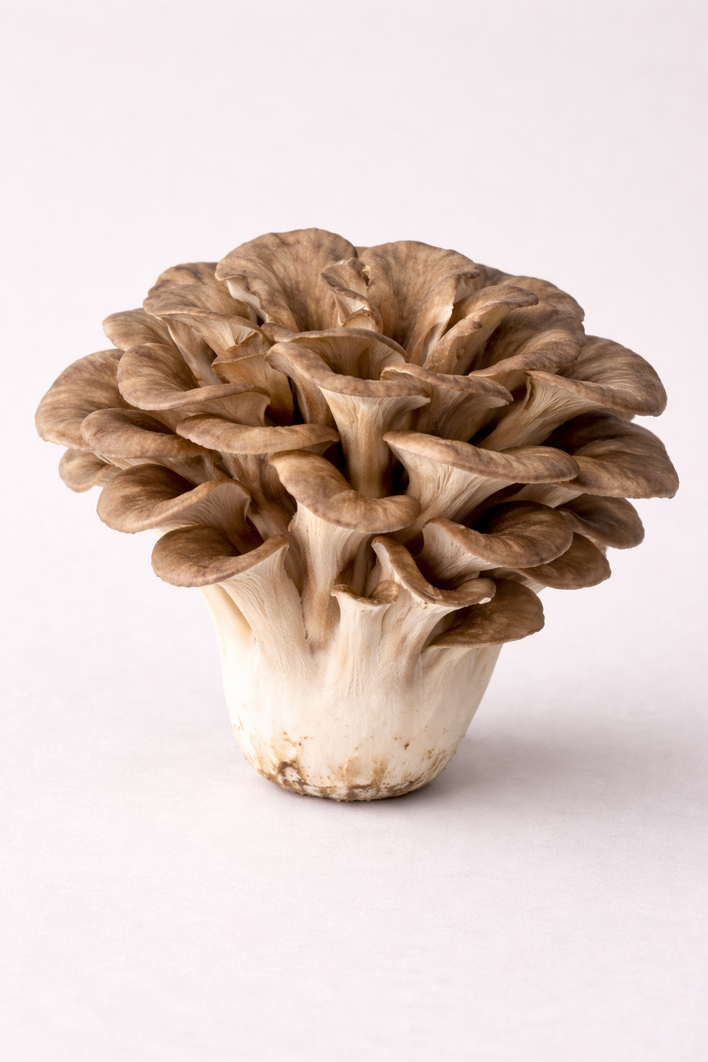 Maitake Flüssigmyzel Spritze 10 ml