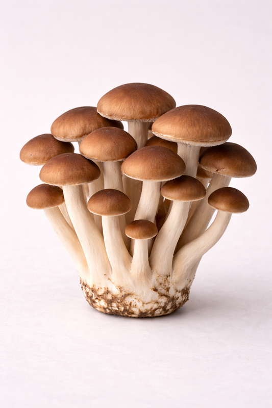 Pioppino Flüssigmyzel Spritze 10 ml