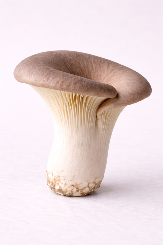 Sommern Austernseitling Flüssigmyzel Spritze 10 ml