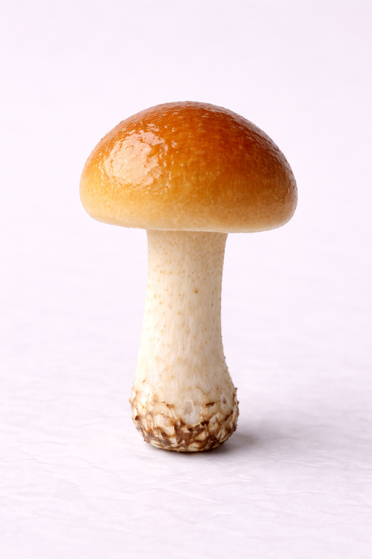 Nameko Flüssigmyzel Spritze 10 ml